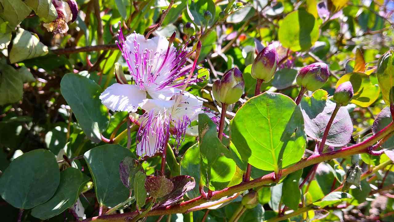 primo piano fiore cappero