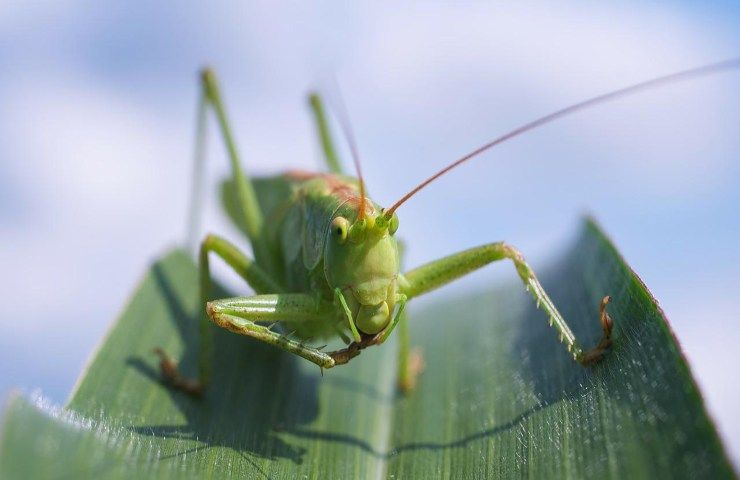 Insetti invasione cavalletta