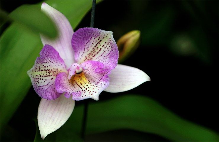 orchidea viola bianca consigli