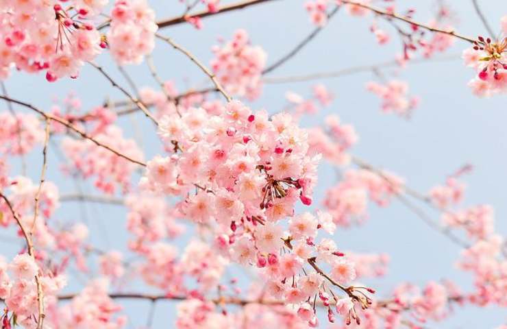 fiori di ciliegio 