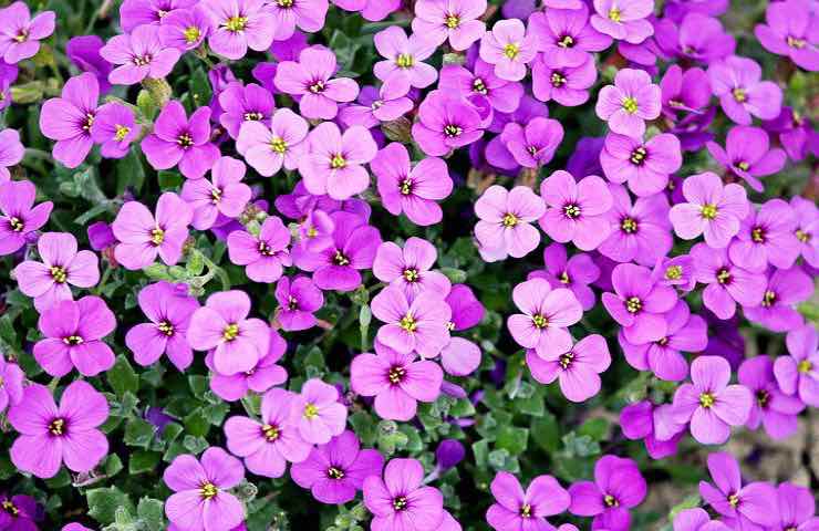fiori colorati viola lista
