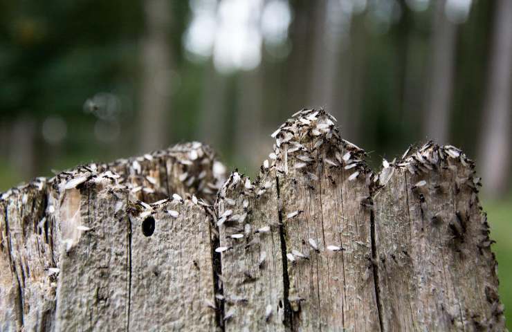 Formiche alate colonia