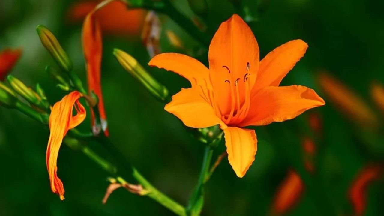 giglio arancione cure