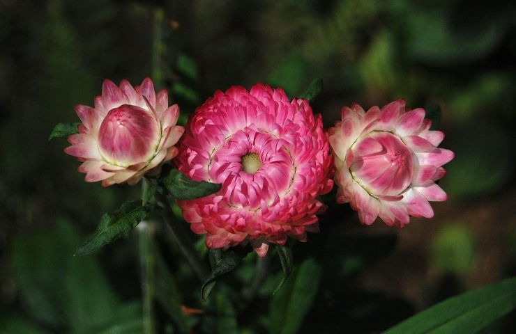 Elicriso fiori rosa