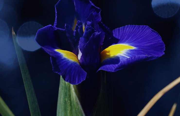 fiore iris colorato