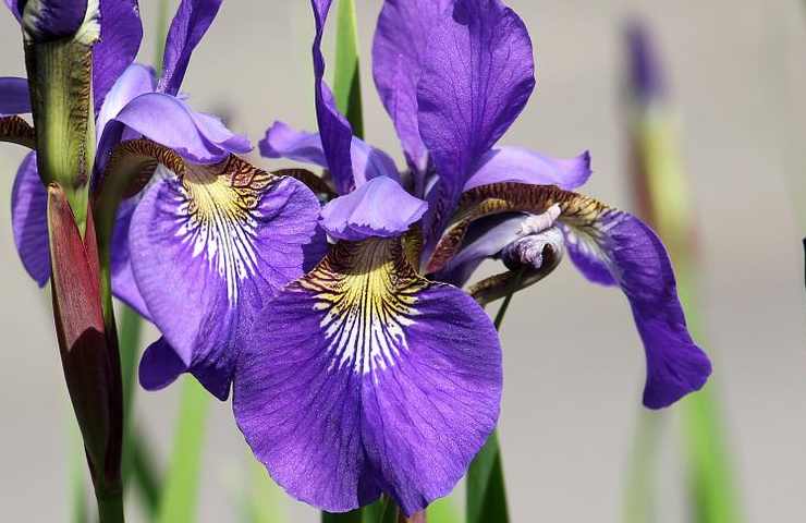 fiore viola iris