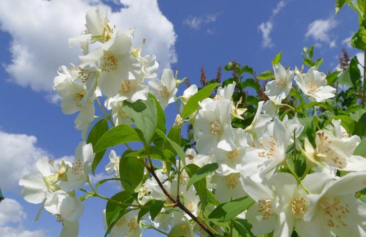 gelsomino fiori pianta come e quando potarla