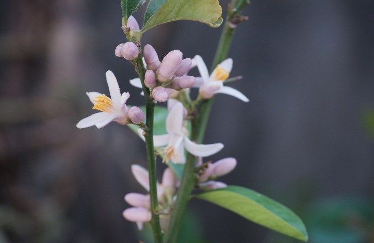 Limone moltiplicare fiori