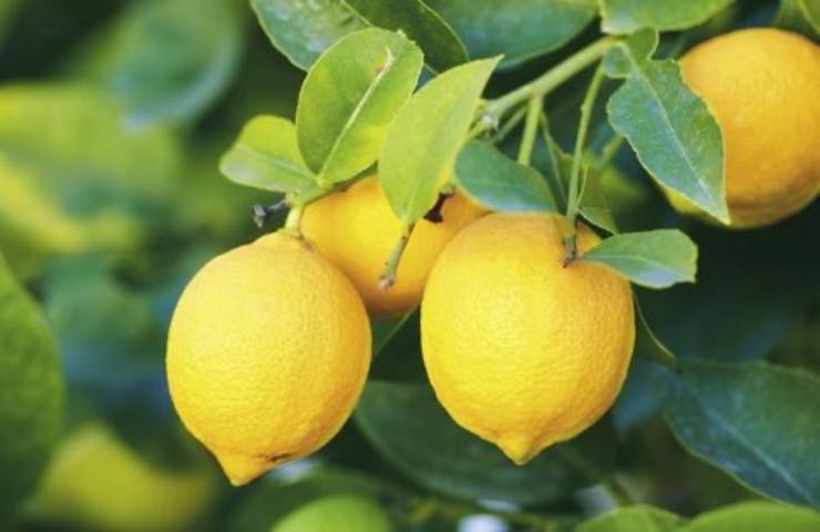 limone frutto fertilizzante