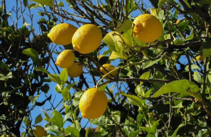 Limone parassiti albero