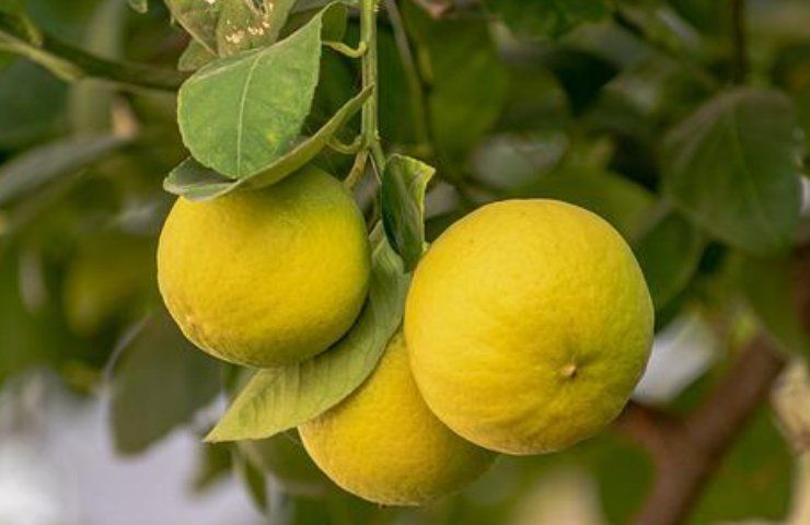 limone comodino benefici