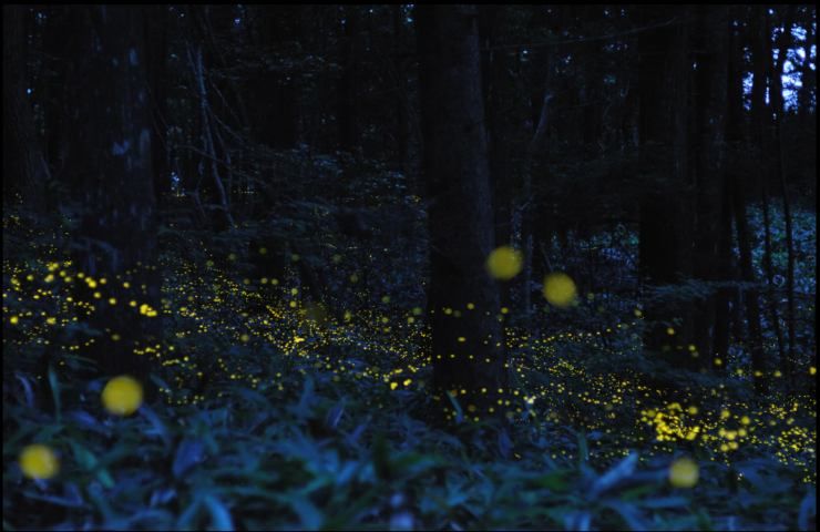 lucciole bosco luce