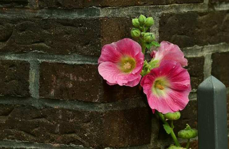 malvarosa geranio profuma rosa consigli