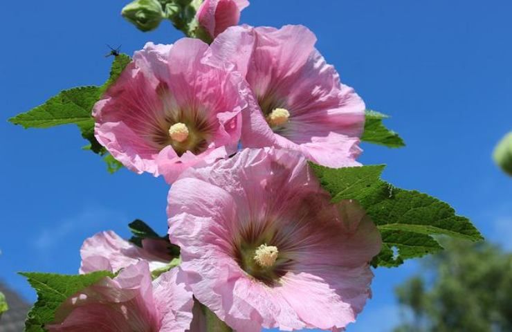 malvarosa geranio profuma rosa come coltivare