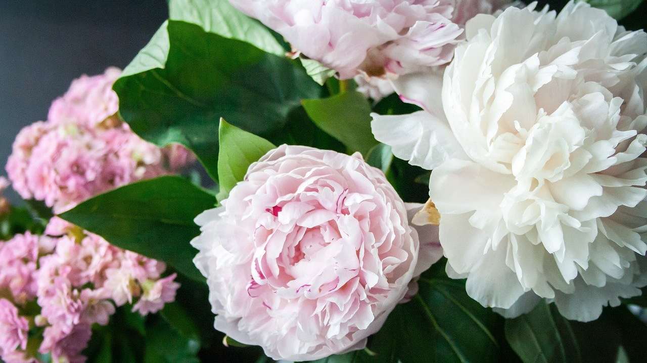 Peonie rosa boccioli