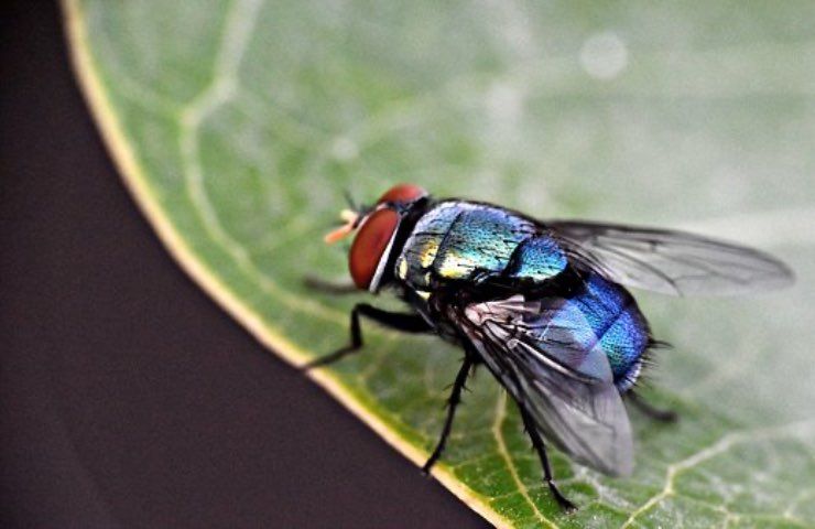 mosca blu allontanamento