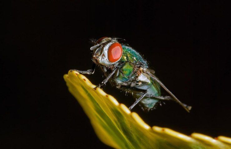 mosche rimedio naturale per allontanarle