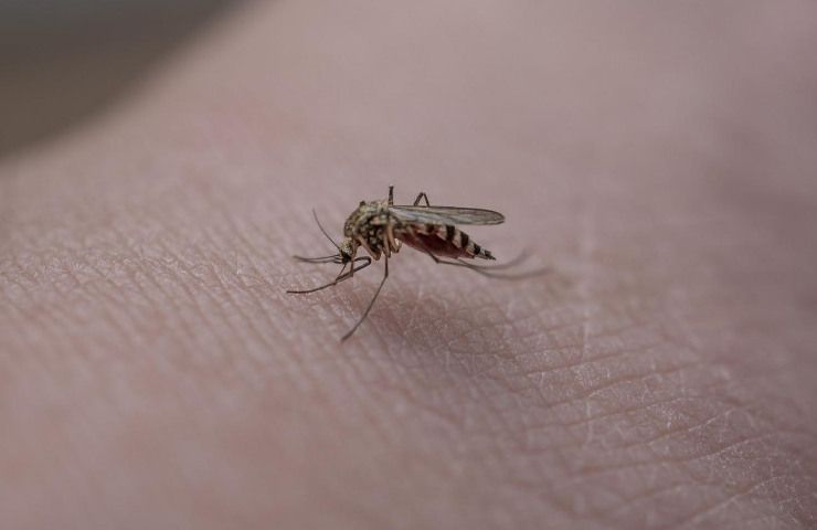 Piastrine zanzare puntura