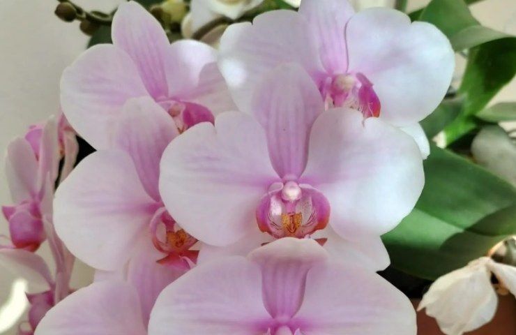 ophrys orchidea come fa