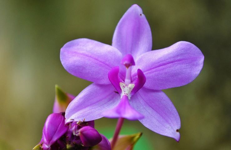 errori evitare coltivazione orchidea