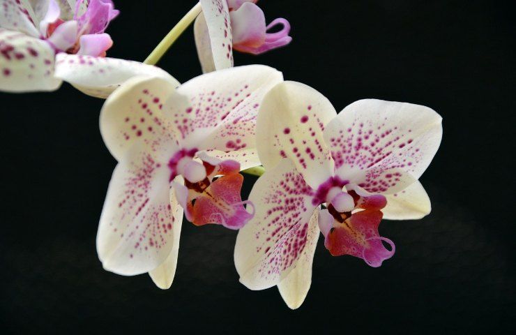 Innaffiare orchidea bianca