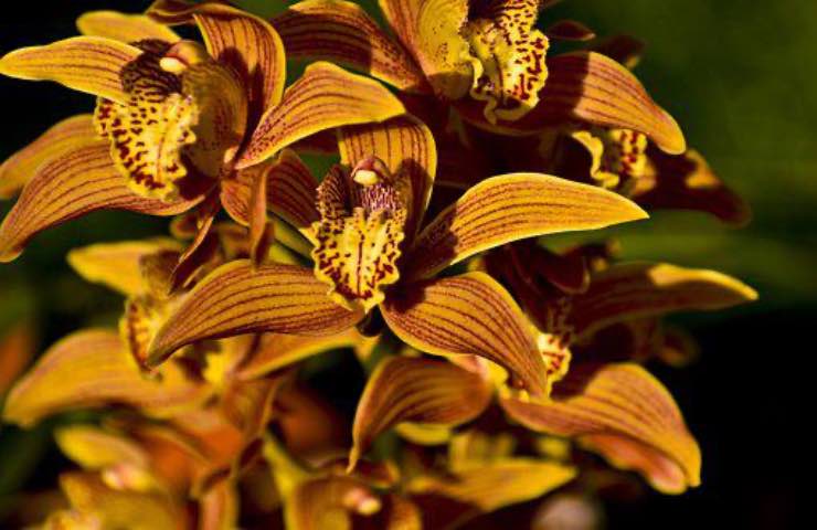 fiore orchidea arancione trucchi