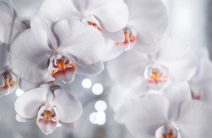 orchidea bianca appiccicosa