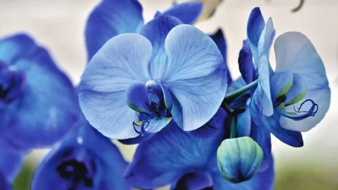 orchidea blu fioritura