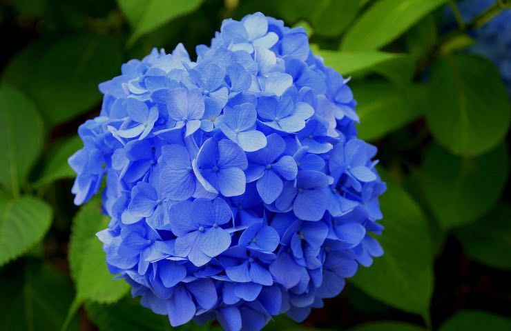 ortensia fiore blu acqua