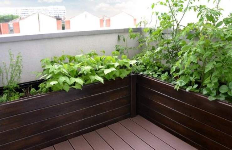 orto sul balcone consigli 