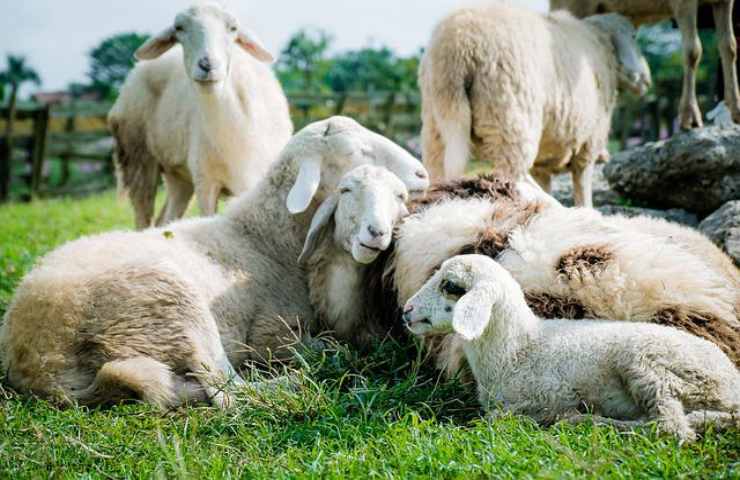 tassa rutti pecore 