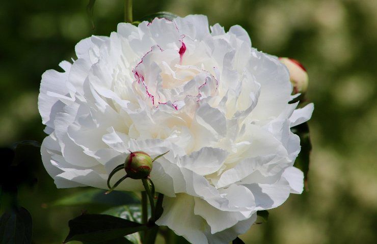Peonia fiore bianco