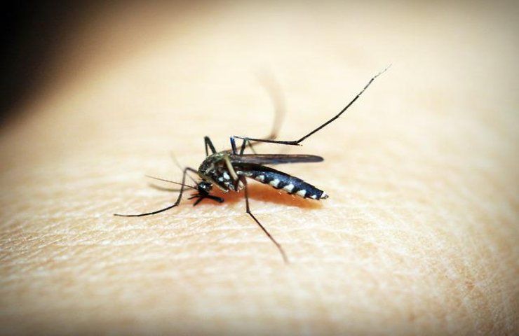 le punture di zanzara 