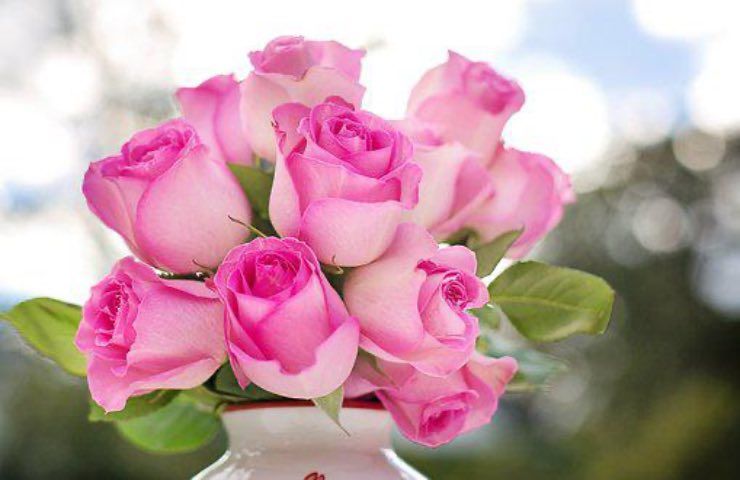 fiori rosa cura