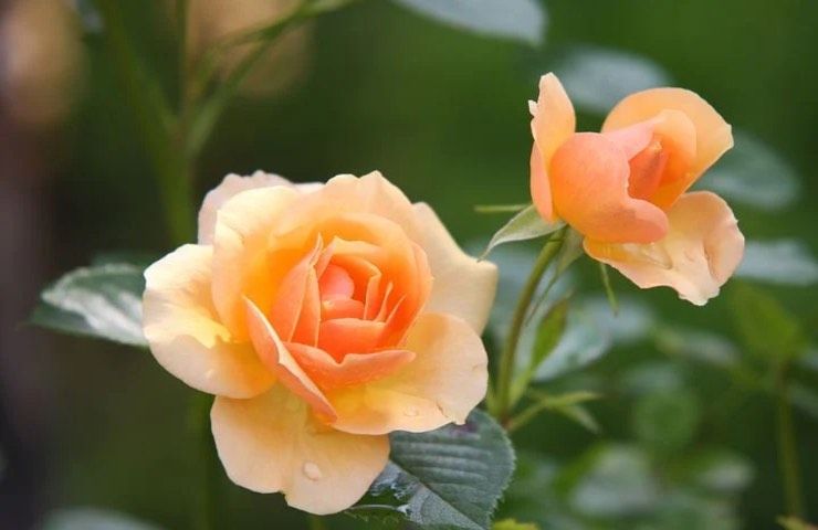 rosa gialla fioritura