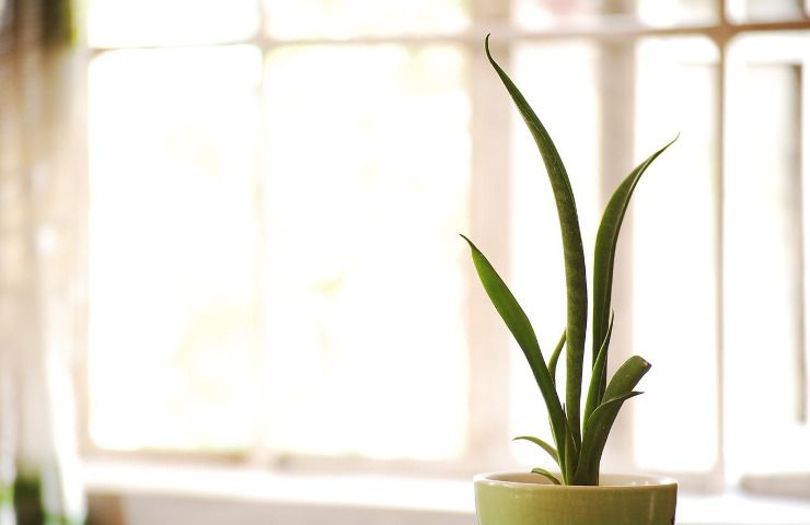 Sansevieria coltivare vaso