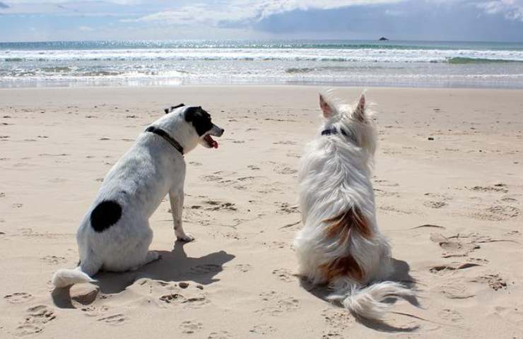 spiaggia cani 