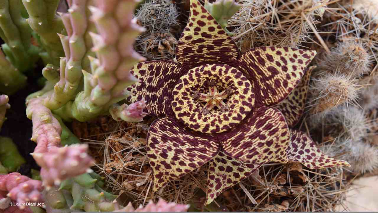 trucchi consigli coltivazione stapelia