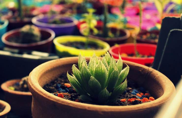 succulente spinose travaso