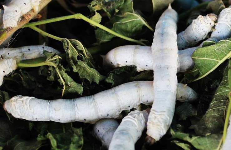 superworms mangiano la plastica