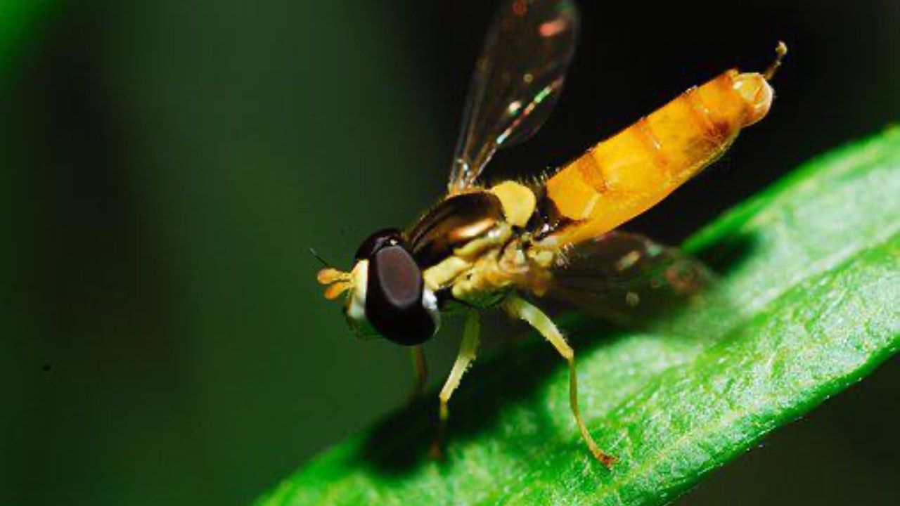 tafano sintomi punture