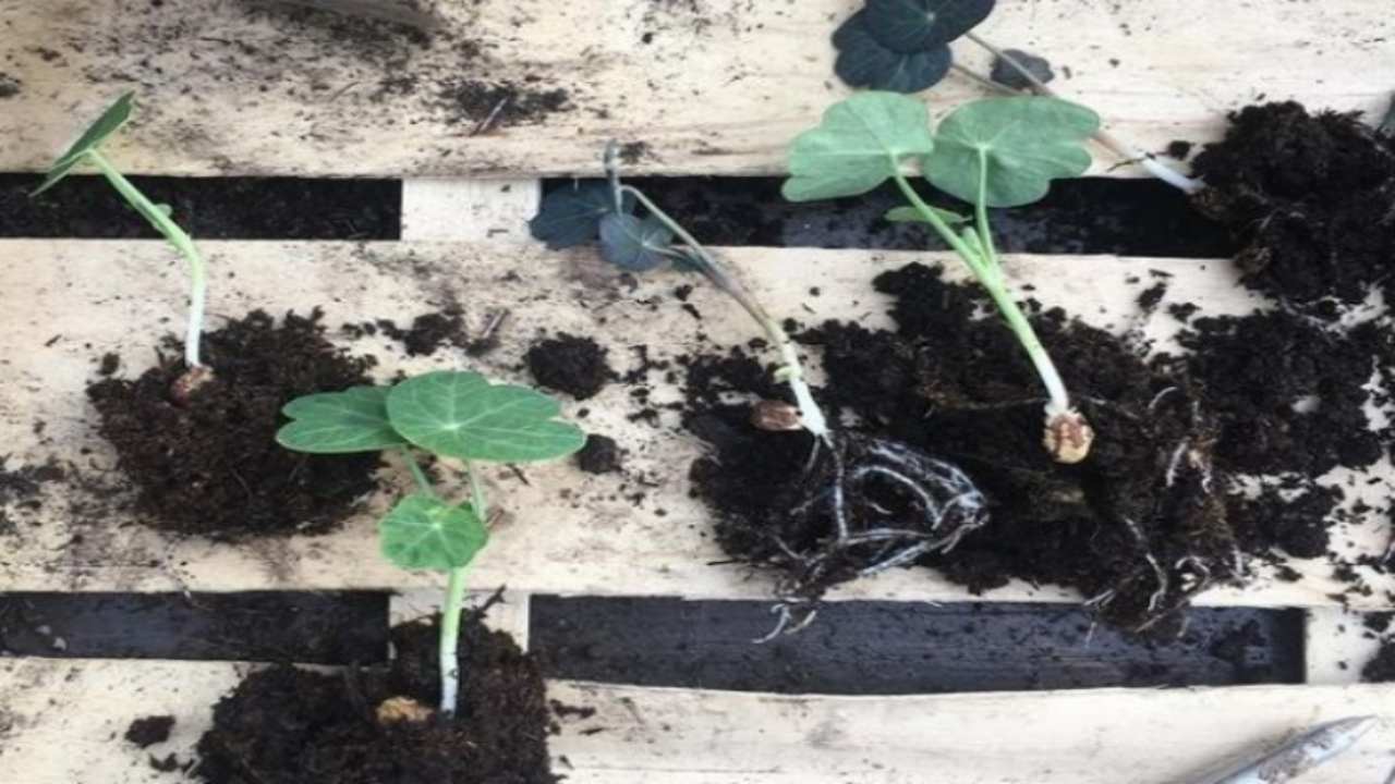 come coltivare pianta senza radici metodo