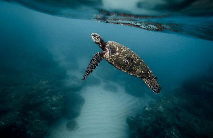 tartarughe marine oceani come si orientano