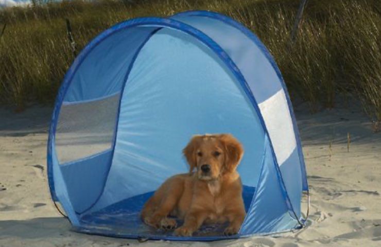 tenda sole azzurra cani