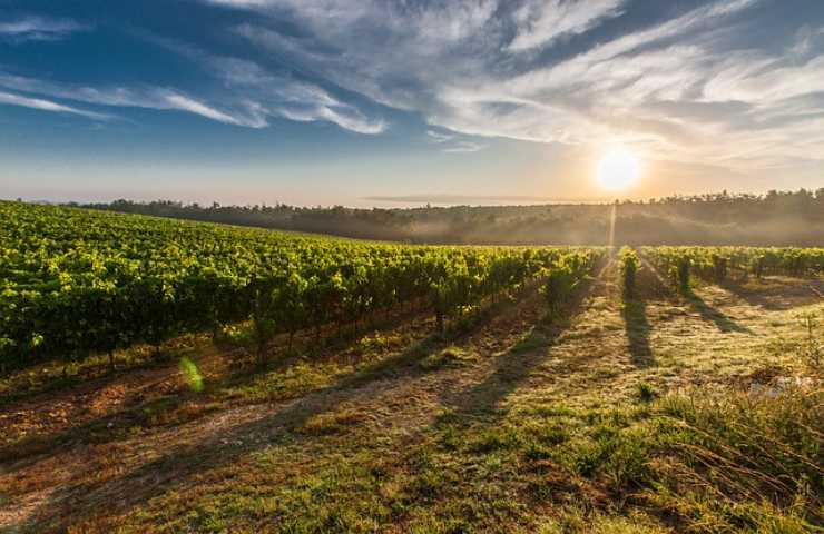 terreni agricoli come comprarli asta