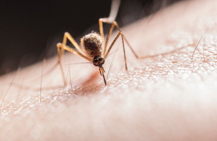 zanzara punge rimedi
