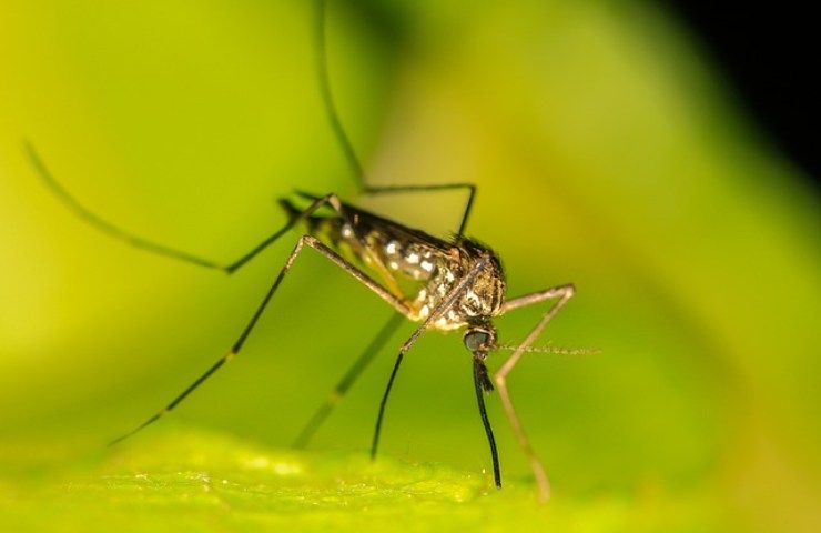 insetto fastidioso la zanzara 