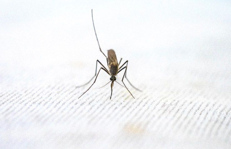zanzara telo bianco punture