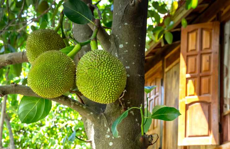 coltivazione jackfruit