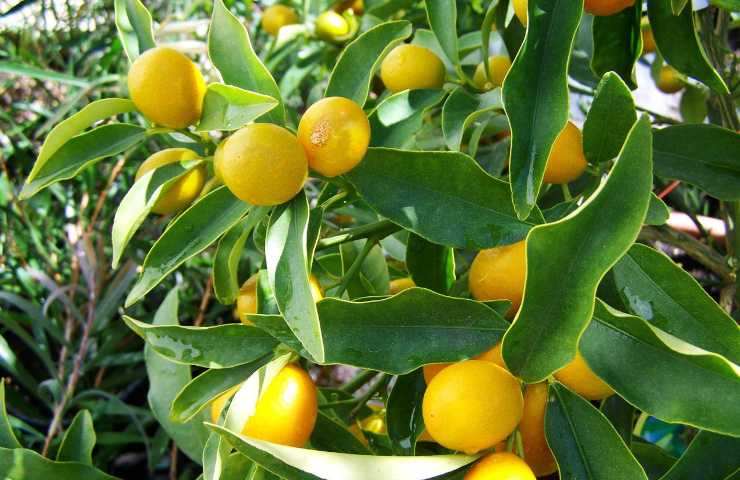 Albero di limoni che perde le foglie, cause e rimedi al problema
